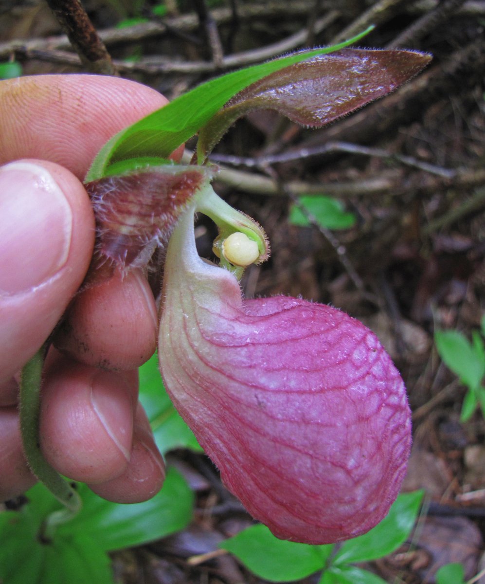 bellemare_jesse's tweet photo. Strangely, many #orchid flowers provide no reward: this #DeceptivePollination leads to low visit &amp; fertilization rates (often <10%), as in #Cypripedium acaule. BUT disappointed pollinators leave abruptly &amp; move pollinia acquired far away= few but higher value reproductive events! https://t.co/segyPtJv9h