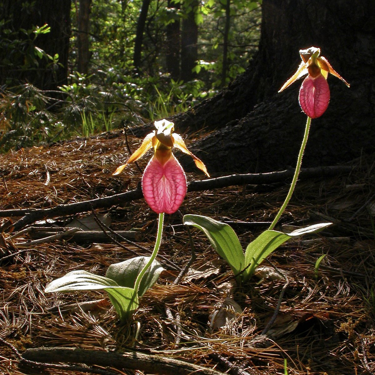 bellemare_jesse's tweet photo. Strangely, many #orchid flowers provide no reward: this #DeceptivePollination leads to low visit &amp; fertilization rates (often <10%), as in #Cypripedium acaule. BUT disappointed pollinators leave abruptly &amp; move pollinia acquired far away= few but higher value reproductive events! https://t.co/segyPtJv9h