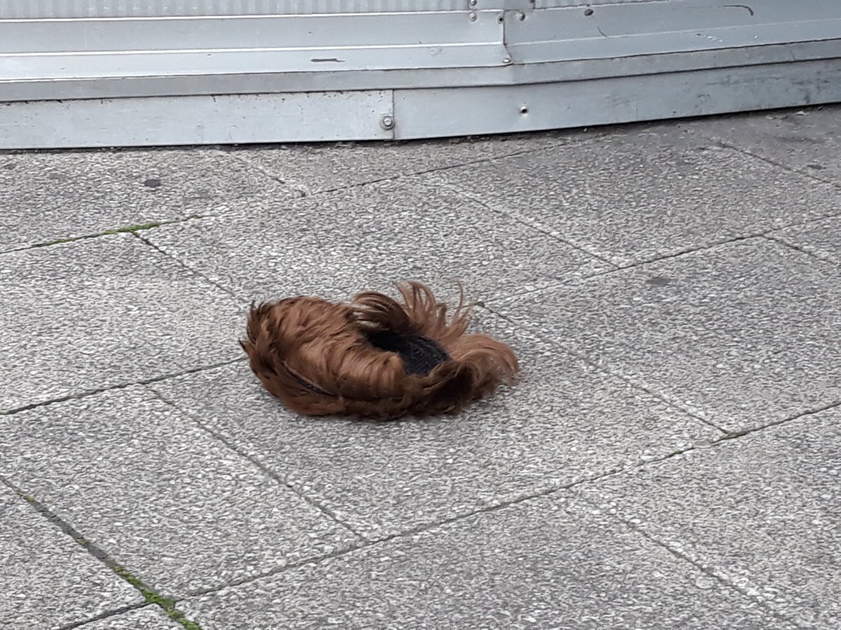 miketerryoutdo's tweet photo. Well, here's something you don't see every day. #wig #hairpiece #toupee #OnlyInNottingham https://t.co/VerpaP6Xzt