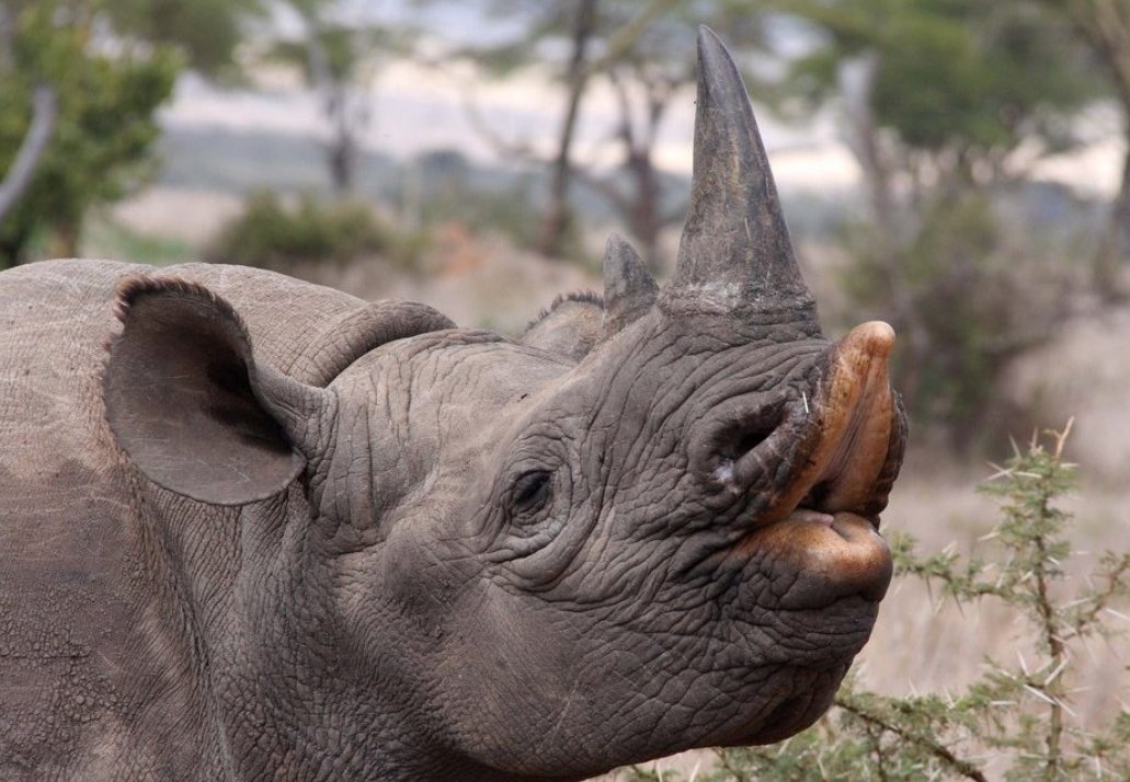 MonixAdventures's tweet photo. We're delighted to be supporting this year's @savetherhino Annual Dinner and Auction tonight. We've donated a day trek, and Laura @icanrun7_  is one of the guest speakers. You can preview the auction here: https://t.co/h428EiKvO9 Hope it goes brilliantly! https://t.co/xh3LqWOmRu https://t.co/Go1kgn6MOA