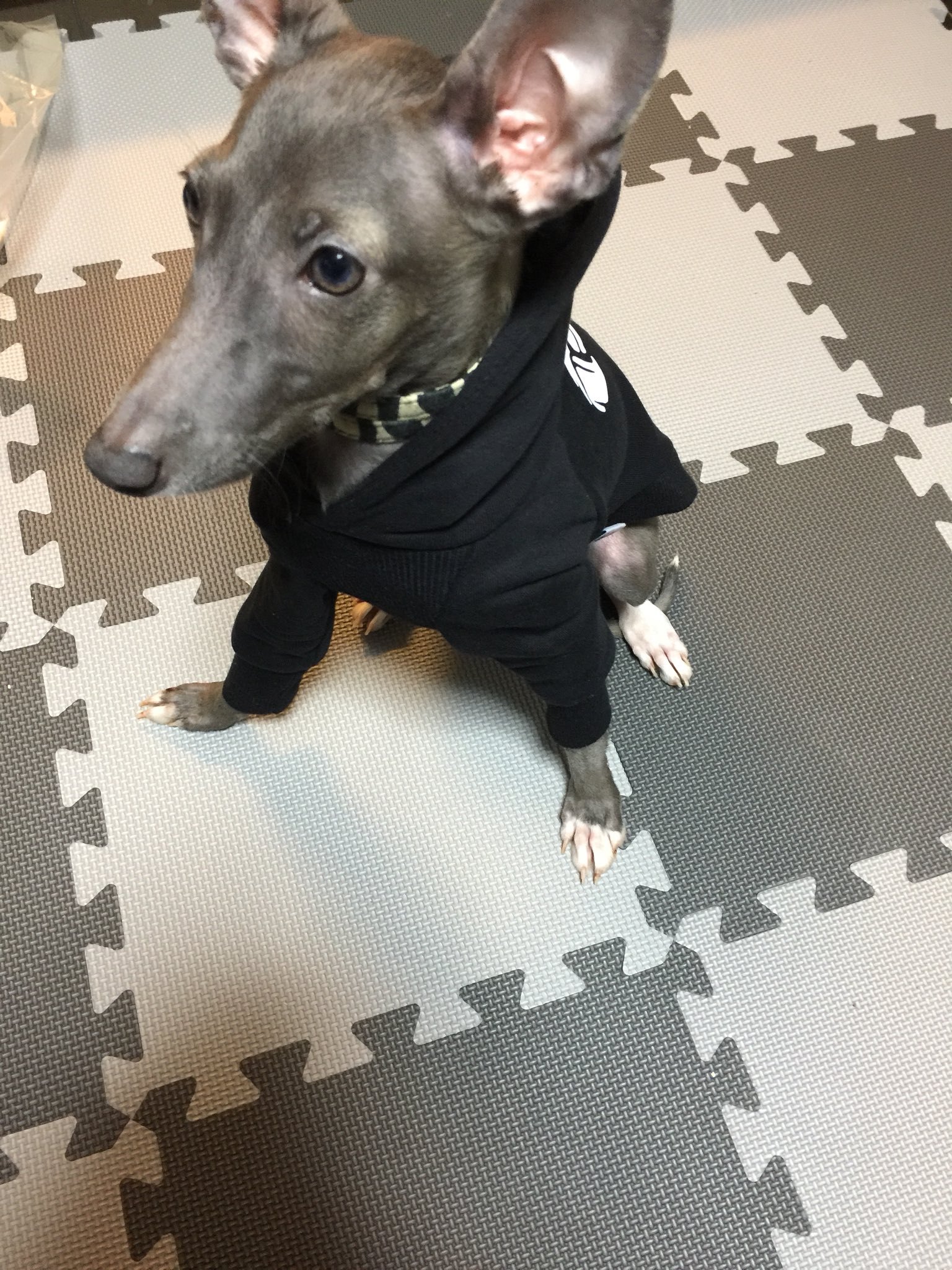 だって犬だもの Twitter Search Twitter