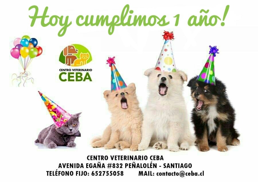 VetCeba's tweet photo. 📣Hoy 15/11 Cumplimos nuestro 1er año🎂!!! Estamos muy felices y orgullosos de lo que hemos logrado.
Queremos agradecer a cada uno de ustedes que han sido parte de este lindo proceso!
Esperamos celebrar muchos más!!! 🐕🐈 #GoCeba #PrimerAño #CentroVeterinarioCeba #Veterinaria https://t.co/sXW66cumrb