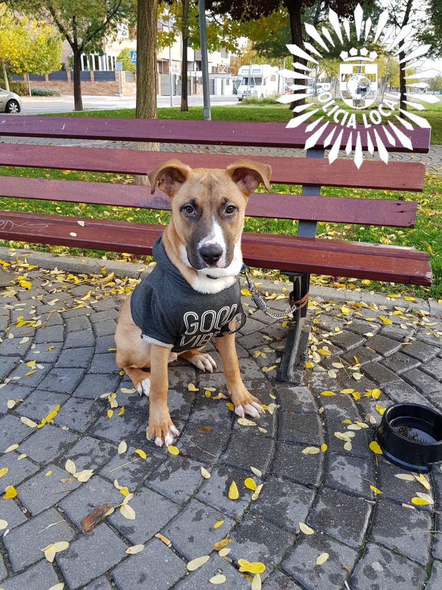 policiapinto's tweet photo. ¿Te suena o conoces a este peludete? 🐶 Lo encontramos en la calle Lucio Muñoz de #Pinto. Si tienes alguna información de a quien puede pertenecer ponte en contacto con @policiapinto a través del teléfono 900.365.902
@albaonlineorg https://t.co/kTnAlpaQbW