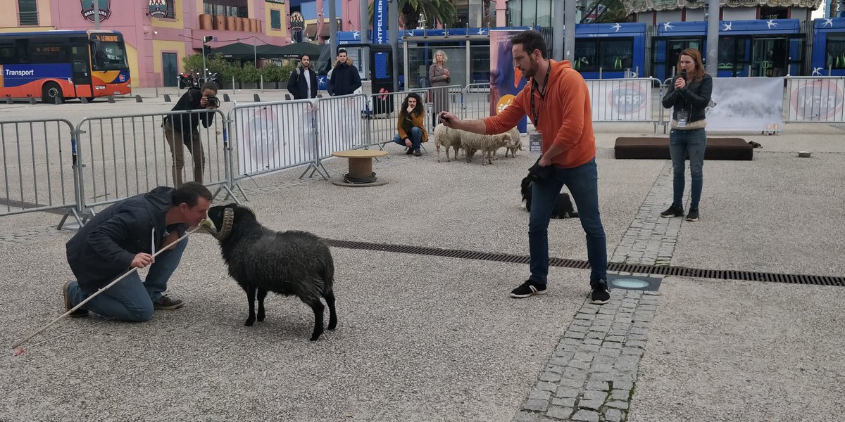 effets_stars's tweet photo. Au tour du #mouton Ninja, vedette de #cinéma de faire le show en compagnie de @CieDogtrainer ! Profitez-en ils ne sont là que jusqu'à ce soir 🐏😍
Prog. complet du #festival
#effetsstars sur https://t.co/bETjvrBQkL
#Gaumont multiplexe #montpellier #fx #cinema #dressage #animaux https://t.co/5Z5xXcXNBj