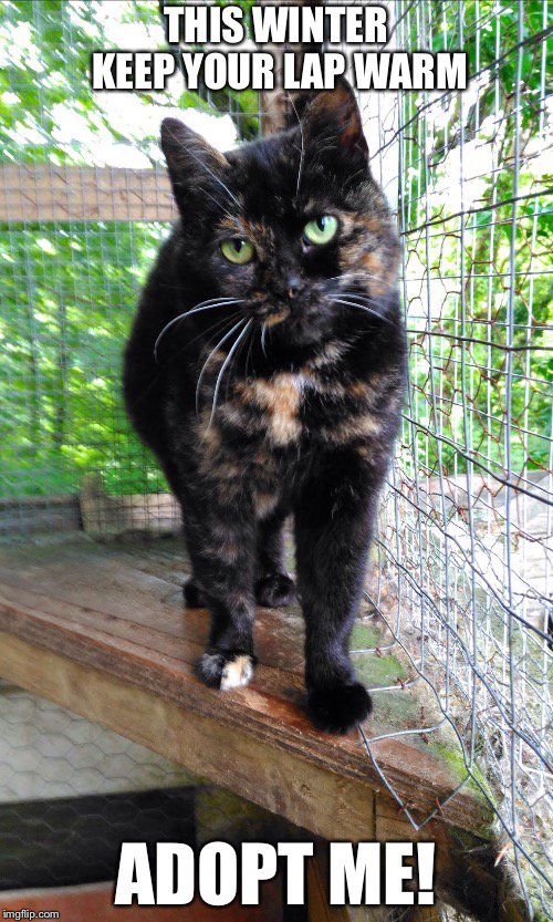 Cat Rescue West Wales tweet media