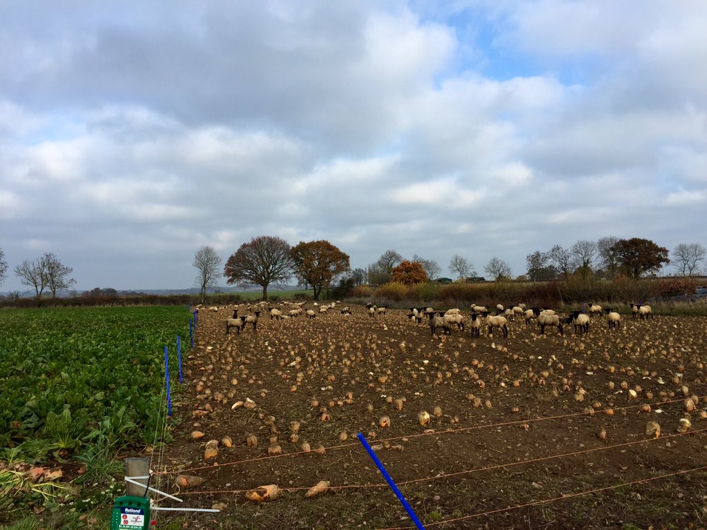 schoFieldWalkin's tweet photo. Fodder beet harvest underway with a 40 foot hearder #cantbeetit https://t.co/k79qZDEhZA