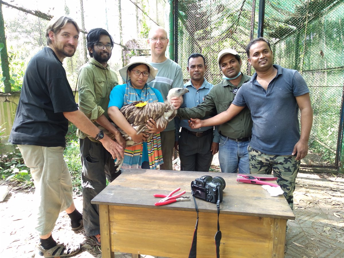 ZeninAzmiri's tweet photo. @IUCNBangladesh, @ForestDepartment & @BangladeshBirdClub have jointly initiated #wingtagging in Bangladesh on 13 Nov, 18 by tagging 4 #HimalayanGriffon #vultures.
Thanks to @mattthesparrow, @SamBayley2 of #BTO for their support and expertise & Bangabandhu #SafariPark authorities https://t.co/21Dw1L3856
