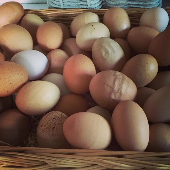 GenuineJsy's tweet photo. Hamptonne Farm's eggcellent wonky eggs are back 🐓 pop into their farm shop to see them for yourself. They also have plenty of fresh vegetables.
#genuinejersey #localfarmers #wonkyeggs #supportlocal #farmjersey #freerange https://t.co/BfsL9Kyg1t