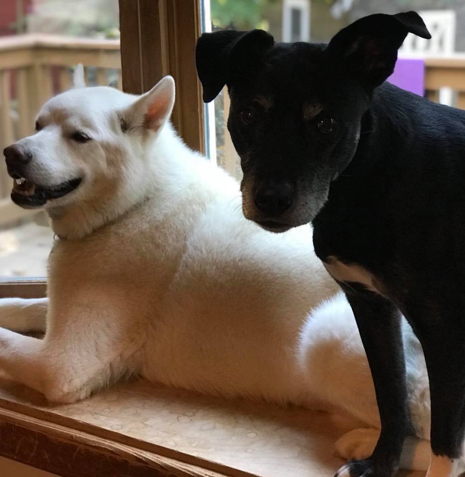 GiddyTwinkle's tweet photo. We love how irritated she looks when another dog/cat is in her space and they were there first. So #BlackDogNinja....😂 #WindowsillWars2018 #entitlementissues https://t.co/js7yKqBRfg
