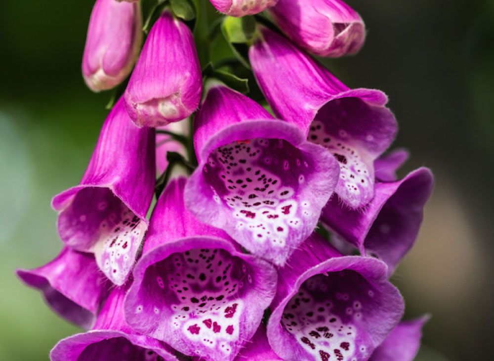 A patient presents with vomiting, bradycardia, and a witnessed seizure. Symptoms started after the ingestion of the plant seen here. This plant causes toxicity by which of the following mechanisms? Answer: buff.ly/2PqI0kU

#FOAMed #FOAMtox #FOAMcc #medtwtitter