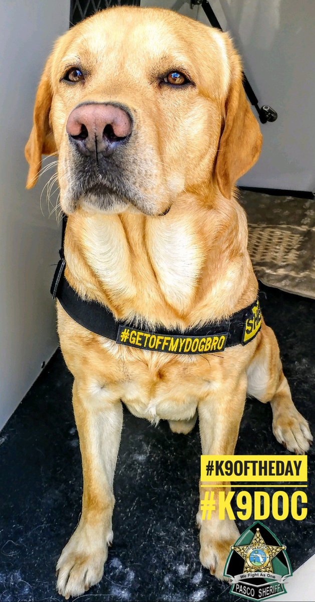 Christina_Roof's tweet photo. #K9OfTheDay Flashback
K9 Doc
Handler: Dep. B. Hernandez
@PascoSheriff
#K9Doc is a 3.5 yr old yellow Labrador Retriever. Doc is a highly skilled Narcotics Detection K9. #K9Doc loves finding dope! He was even on #LivePD! Doc also loves to play with ice cubes & make people smile. https://t.co/SYnJtpe2cx