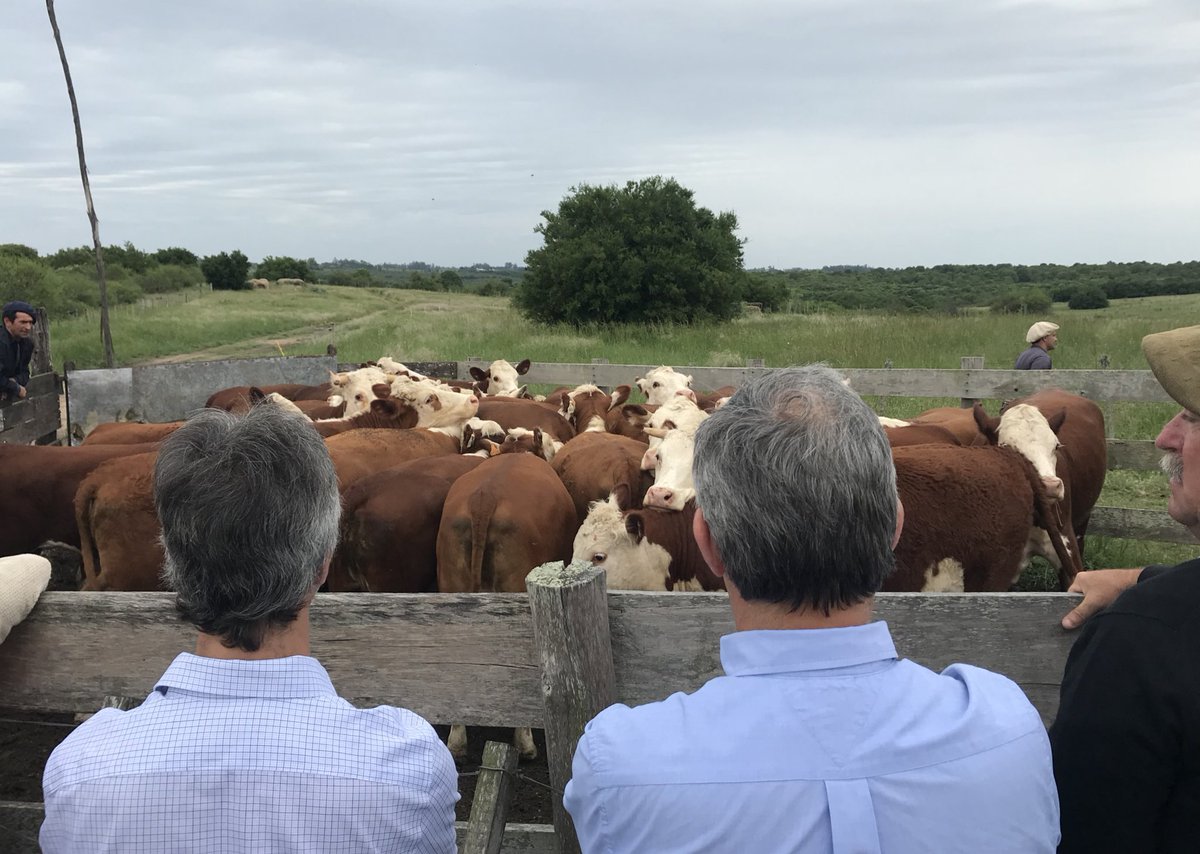Con el aporte de socios, <a href="/hereforduy/">HEREFORD URUGUAY</a> ha comenzado a formar un rodeo de cria en <a href="/INIALB/">INIA Las Brujas</a>.
El objetivo es continuar investigando aspectos relevantes para la ganaderia nacional. En este caso enfocados en la fertilidad y aspectos reproductivos.
