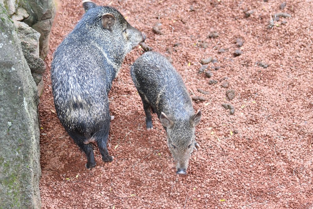 伊豆シャボテン動物公園公式ツイッター はい 干支ですね はやめの対応ありがとうございます