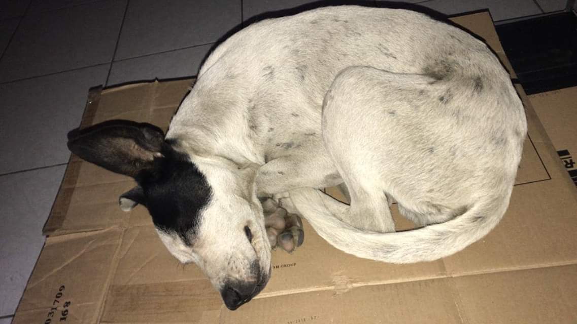 soniasanchez75's tweet photo. URGE AYUDA 
CACHORRO RESCATADO HOY 15 nov 18 DE LA CALLE MURIÉNDOSE DE FRÍO.
TIENE APROX.  6 MESES.
LA PERSONA QUE LO RESCATÓ YA TIENE 3 RESCATADOS Y NO LO PUEDE TENER.
Por favor ayuden a difundir 🙏
Gracias 🐶
Contacto Poncho. 

+52 1 55 2045 8349 

Por favor  @MascotasSismo https://t.co/0m4dXIvm97