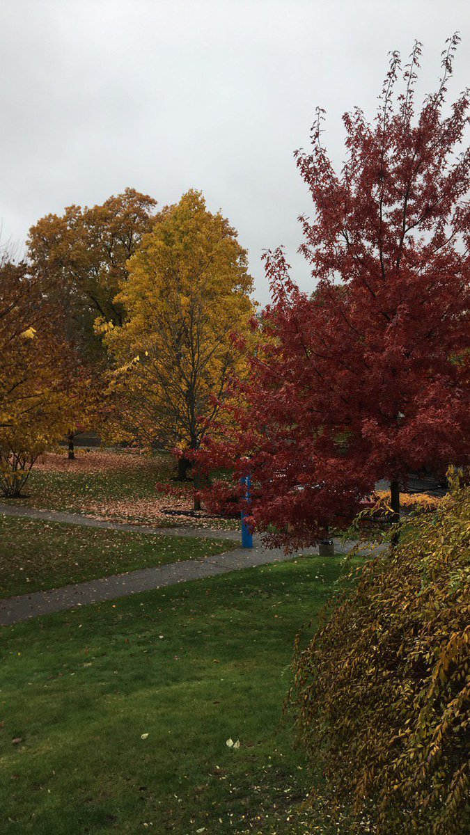lasell_saa's tweet photo. The leaves of Lasell can't be matched! #lasellsaa #lasellcollege https://t.co/OgricQ1Jgd
