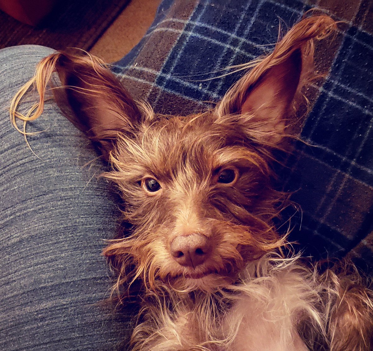 cmaceface's tweet photo. Those ears❤ 
#charlie #charliethedog #charliethescruffydog #goodboy #thoseears #soscruffy #sohandsome #handsomeboy #cutepuppy #doxiemix #doxiemoxie #doxieoftheday #dogoftheday https://t.co/qjLPWBvoPs