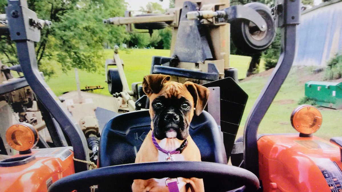 TrainerVicky's tweet photo. @LebTurf 💙💜Oh My God....December 2019 #dogdaysofgolf https://t.co/2PTr5h8Vxe