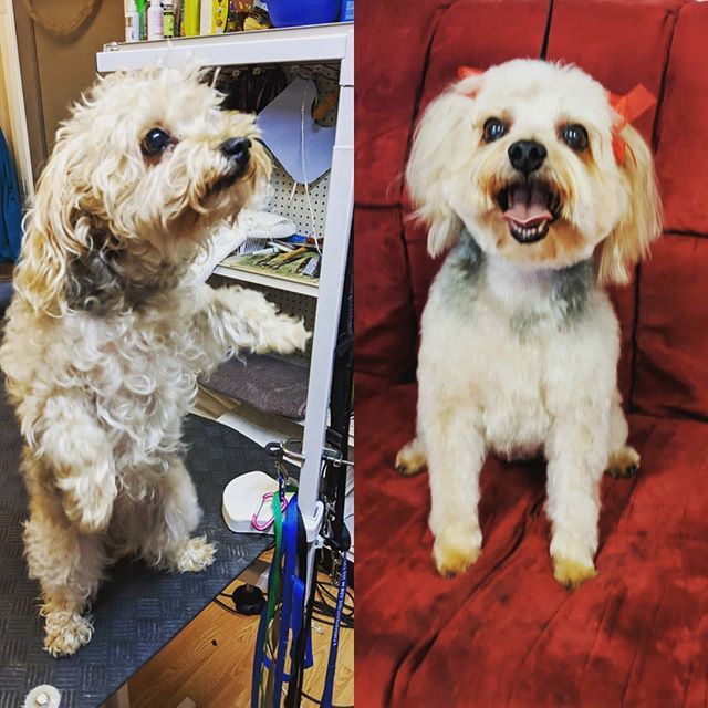 SiriusPetSpa's tweet photo. Kara came in for her fresh cut! Is it time to bring your dog in for theirs? Call 410-600-4224 and book today! #siriuspetspa #doggrooming #doggroomer #doggystyles #dogcrushdaily #dogsofinstagram #yorkiepoo #throwbackthursday #transformation  #beforeandafter #latergram #berlin… https://t.co/nSEiz29Wdg