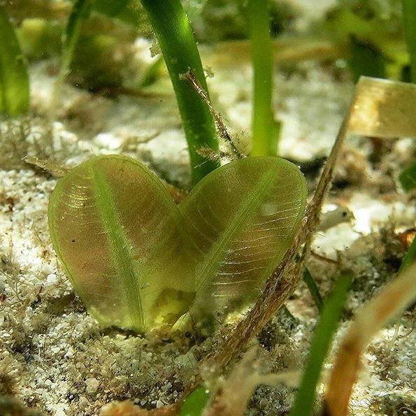 themarinediary's tweet photo. Check out our latest blog post ‼

Ever wondered what’s hiding in a seagrass meadow? Our latest blog post will uncover the secrets of why you should care about seagrass. 
Read our latest blog post here: https://t.co/adjygTFyoF https://t.co/sYqIx8AH7g