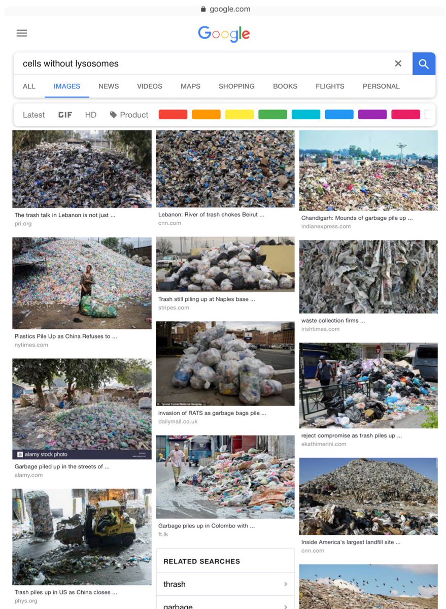 the_lysoZONE's tweet photo. Google knows https://t.co/ezXsuhjTKx
