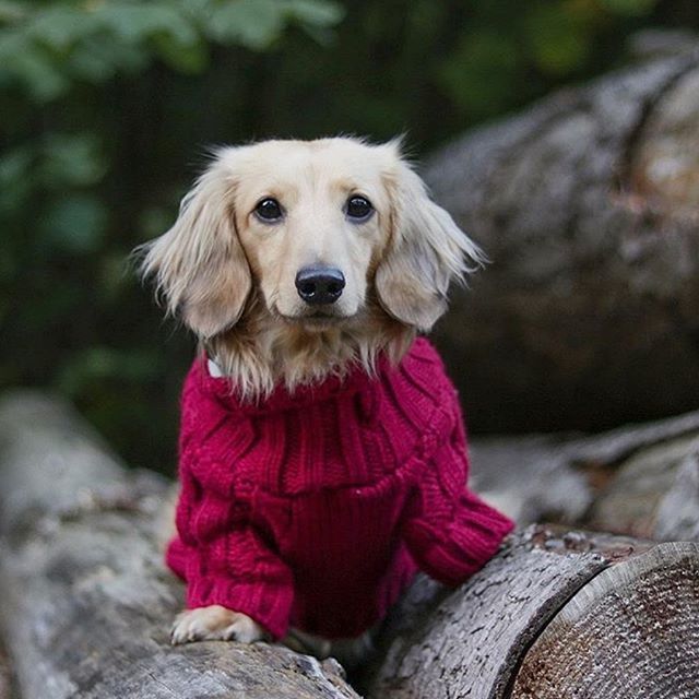 hotdogcollars's tweet photo. "I'll fit into this eventually, right?" @shadedcream
.
.
.
.
#Regram #WeeklyFluff #DogsOfInstaWorld #Canon #Nikon #IG_eternity #IgCutest_Animals #Photo #Photography #PetPhotography #ExcelentDogs #TopDogPhoto #Dog_Features #DogPhotography #TheStatelyHound… https://t.co/OxUBBfw0oU https://t.co/fMoqrzor8W
