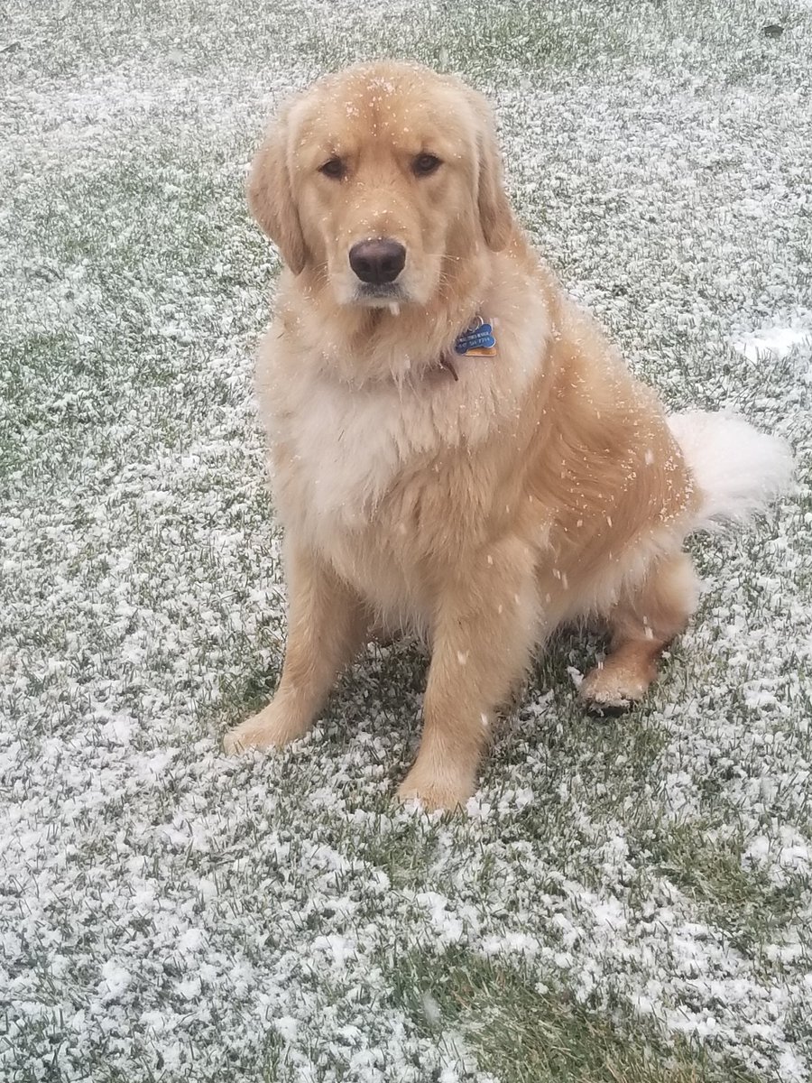 pxmasdewald's tweet photo. Tobias thinks he is Tillie the @FSJacksonHole mountain dog. #bestimpression https://t.co/RU3mF3v87T