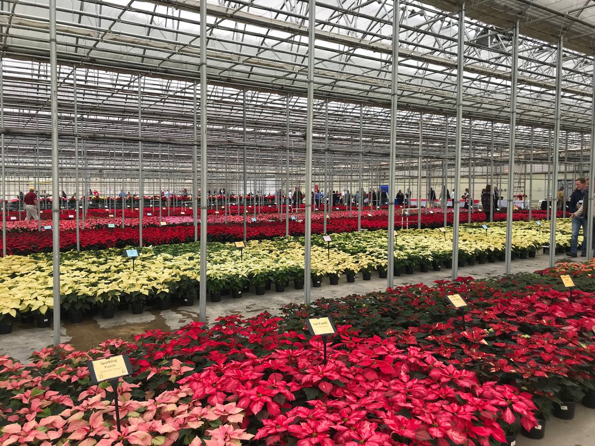 NancyRechcigl's tweet photo. Beautiful showcase of Poinsettia Varieties at Heimos Greenhouse! https://t.co/qKjAw6fOV8