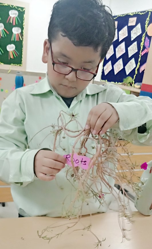 ShikhaVig's tweet photo. 1st graders are learning all about parts of a plant.
#handsonlearning #plant #teaching
@tamanna_sikka @ReemaKarwal1
@sapna_sukul @Sakshi90886795 @pwskaushambi @VesraMehak @Anuja10054980 @dikshamadaan6 @pwskaushambi https://t.co/obzOTKZhvC