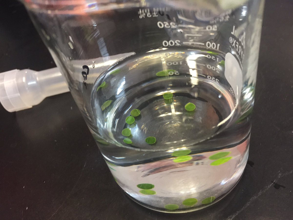 arslancivelek's tweet photo. AP Biology/Photosynthesislab#hsahoustonhigh1,#stemsos,#stem,#biologylab,#apbiologylab,#photosynthesislab,#floatingleaves,#hsahoustonhigh1 https://t.co/vVEFFRhnz9