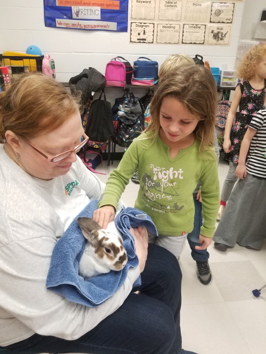 CFESMsLove's tweet photo. Kelsey is up for adoption at the #VBSPCA. Compassion Classroom lessons are always a hit for my #lovebugs. #nativeamericans #thanksgiving #rabbits #adoptme #coltspride @cfescolts @vbspca https://t.co/pLYrVnPD2M