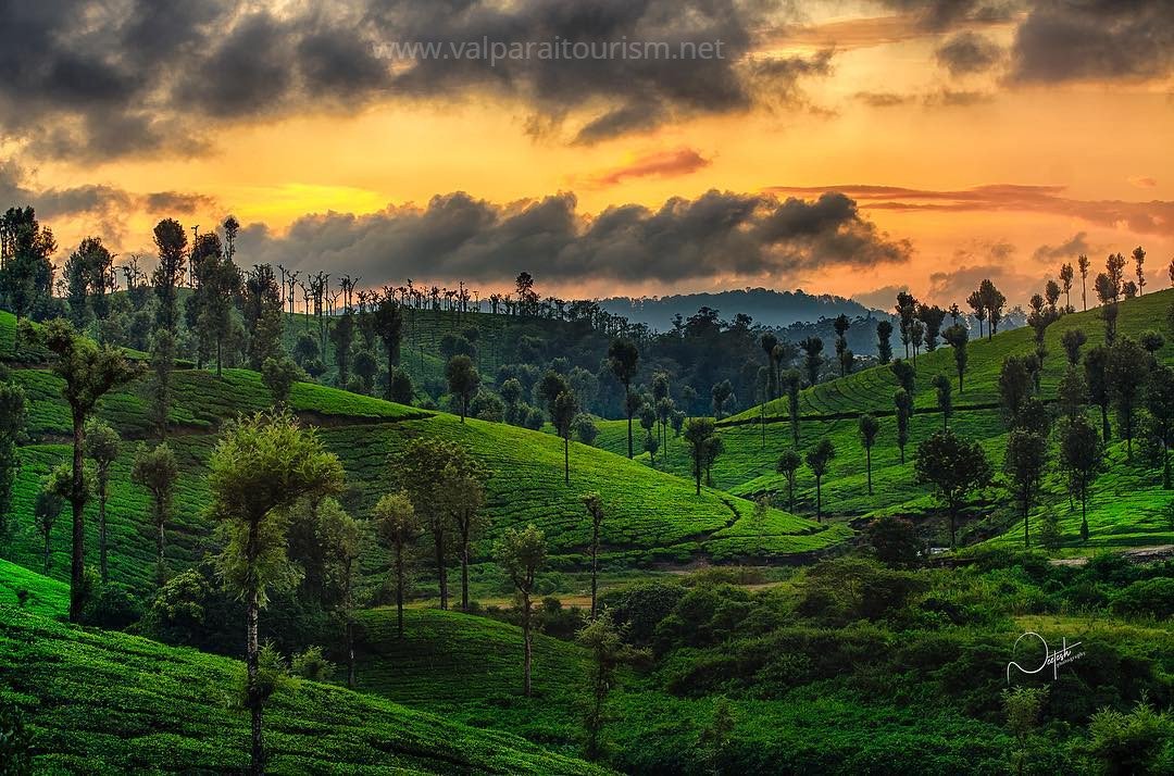 TourismValparai's tweet photo. Captured by @neetesh_photography said "Evening colors, Tea Estate, Valparai, Tamilnadu."

#Share | #Retweet | #Repost. Let your friends know about Valparai.
#TourismValparai #WesternGhats #tamilnadu #incredibleindia #tamilnadutourism #tourismtn https://t.co/F3zYmsJixu