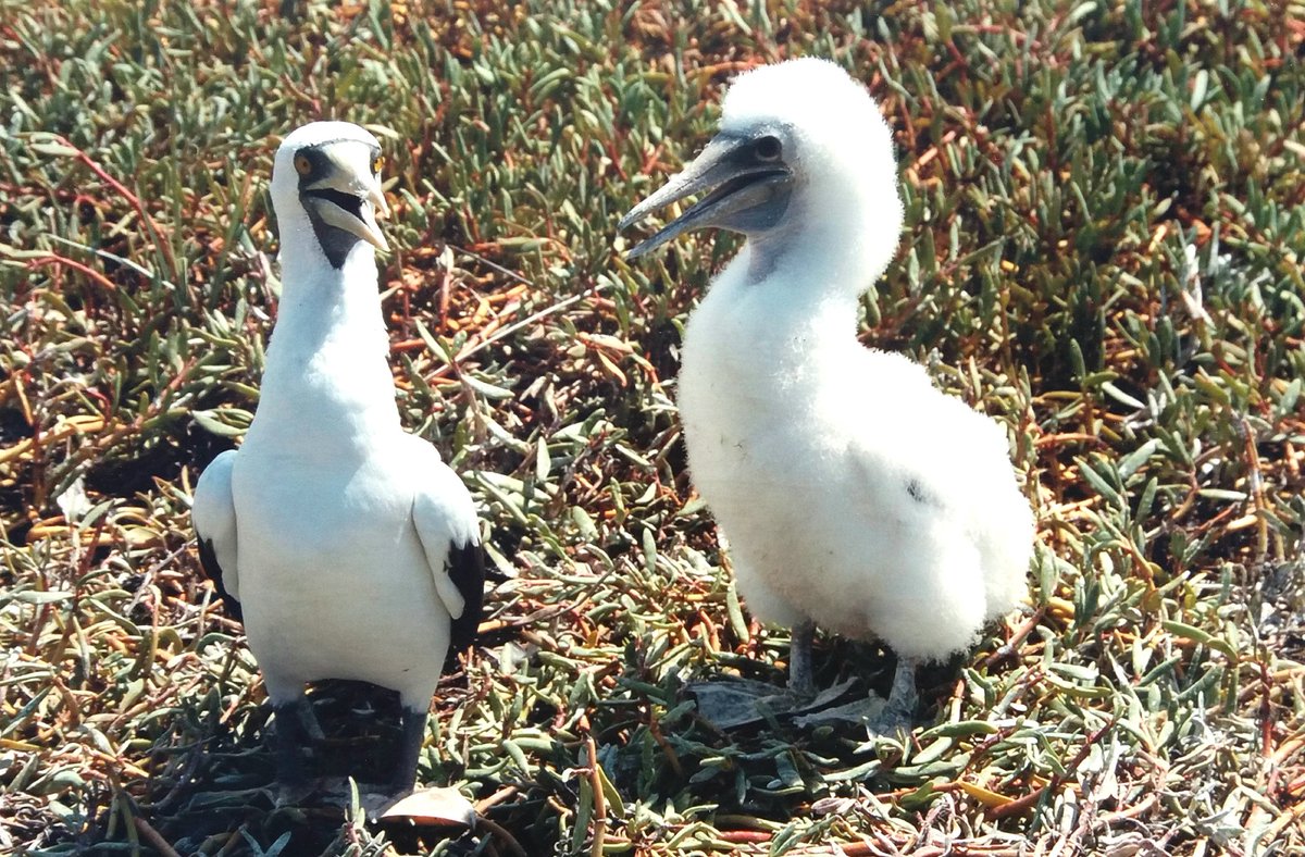 apsmithimages's tweet photo. #50toFifty Day 41 Adult &amp; juvenile Masked Boobies, Pedro Cays #Jamaica  c. 2000. I am inspired and motivated to explore, document, inform and tell stories so as to increase knowledge and appreciation of little-known aspects of Life #birds #nature #outdoors #biodiversity https://t.co/od1RLeIK11
