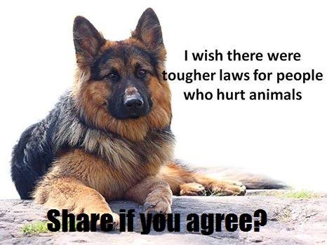 ShionReira's tweet photo. I agree with you 100 %๐๐#HelpAndProtectAllLife #ProtectYourPrecious
#AnimalProtectionLaws https://t.co/MOoobFIOwB