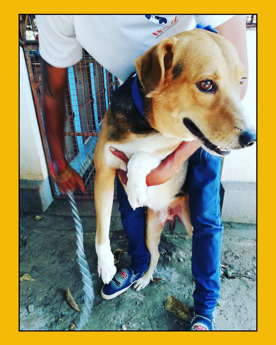 GoaWvs's tweet photo. Rambo was abandoned by his owners at WVS Hicks ITC. He's perfectly healthy, around 2 years old, vaccinated &amp; sterilised. Rambo is energetic &amp; friendly. We appeal to the community to help find him a loving and caring home as soon as possible!🐾

Contact: 9552557632 (WVS Helpline) https://t.co/pmHYIYAHn9
