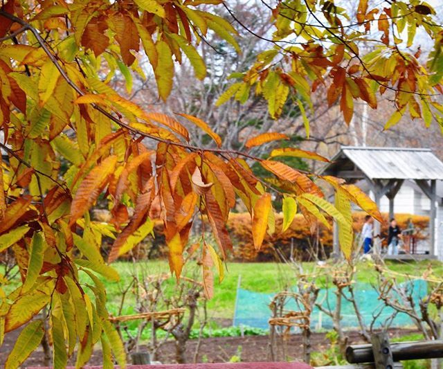 ti_ai_ki's tweet photo. #pump #fetchingwater #waterpumping 
#ポンプ #水汲みポンプ 
_
_
#autumn #autumnleaves #trees #leaves #kids #nature #naturephotography #landscape #landscapephotography 
_
#秋 #紅葉 #葉 #葉っぱ #木々 #自然 #風景 #景色 https://t.co/XTWRGi9aqu https://t.co/GrfjOIYCB9