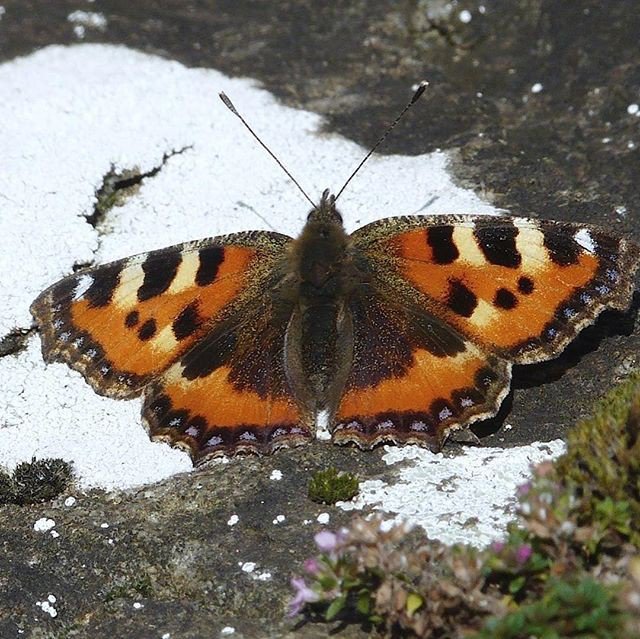 goeastlothian's tweet photo. Another reason to #getoutside and experience #wildeastlothian.
We’ve still got #butterflies out and about when the conditions suit them! The underside of #redadmiral wings are very beautiful. #smalltortoiseshell #autumn #eastlothian #abbiemarland #eastl… https://t.co/XSm5ofbGM3 https://t.co/Dsqva9g6OG