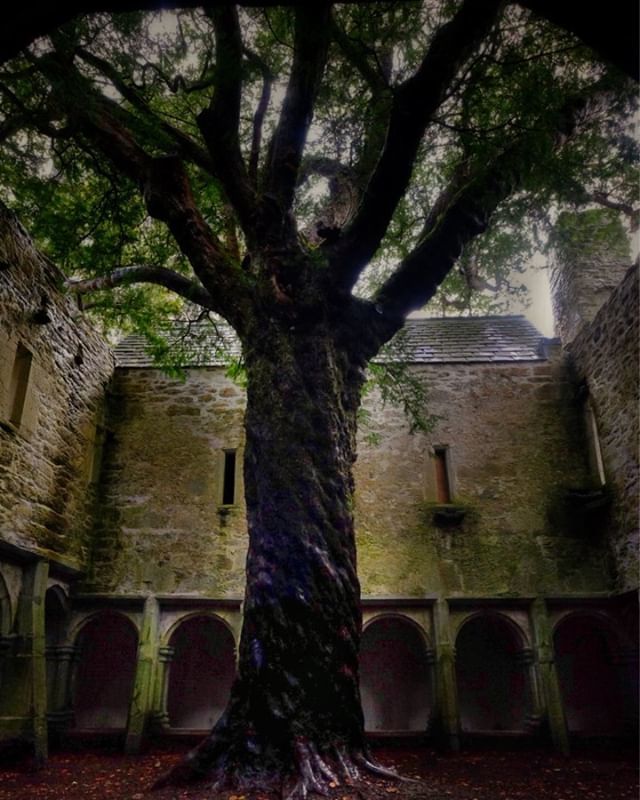 babsperkins's tweet photo. This is the yew tree at the heart of the Muckross Abbey Cloister. While the ruins are that of the Franciscan friary which was started here in the 15th century, the first monastery was reputed to have been built here by Saint Fionan sometime in the 6th ce… https://t.co/rJTrLfZJNR https://t.co/npWZNLJrY1