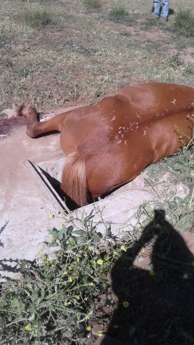 MachaliSeguro's tweet photo. Hace minutos nuestros funcionarios de Seguridad Ciudadana reportaron la caída de un caballo en un sifón quedando atrapado. La veterinaria municipal acudió al lugar con bomberos y el caballo fue rescatado, en este momento está siendo atendido.
#MachalíSeguro https://t.co/ayPFEHP790