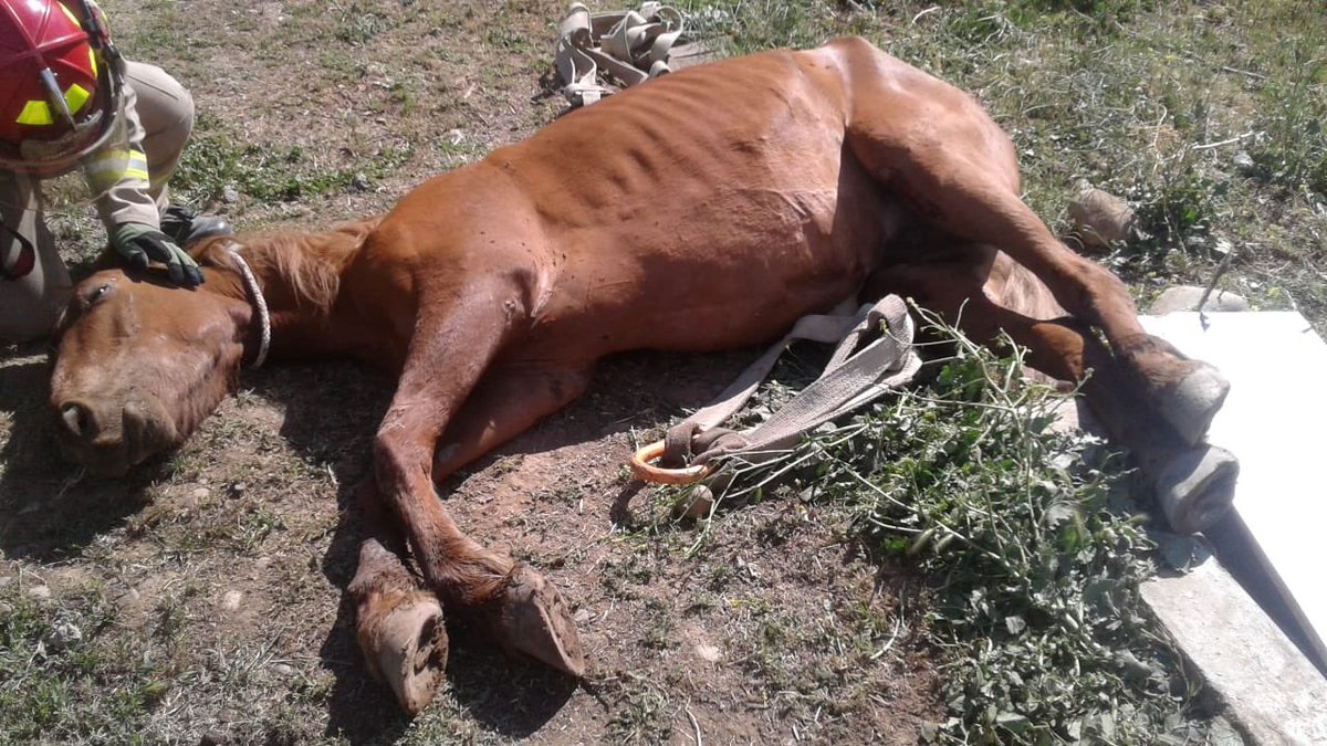 MachaliSeguro's tweet photo. Hace minutos nuestros funcionarios de Seguridad Ciudadana reportaron la caída de un caballo en un sifón quedando atrapado. La veterinaria municipal acudió al lugar con bomberos y el caballo fue rescatado, en este momento está siendo atendido.
#MachalíSeguro https://t.co/ayPFEHP790