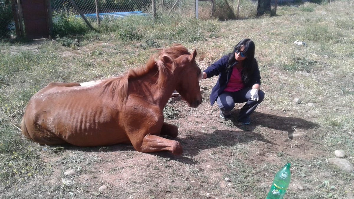 MachaliSeguro's tweet photo. Hace minutos nuestros funcionarios de Seguridad Ciudadana reportaron la caída de un caballo en un sifón quedando atrapado. La veterinaria municipal acudió al lugar con bomberos y el caballo fue rescatado, en este momento está siendo atendido.
#MachalíSeguro https://t.co/ayPFEHP790