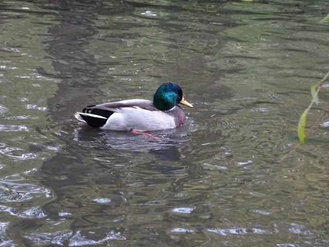 duckoftheday's tweet image. 15 Nov 2018