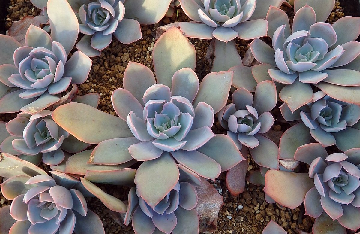 Anadaba 交配種 ピンキー を もっとカンテよりにした姿のエケベリアが欲しくて ピンキーにカンテを戻し交配したのだけんども 葉形はあまり変わらないなあ 他の交配種を見てもそうだが シャビアナのフリフリは優性というのか顕性というのか 残るねぇ