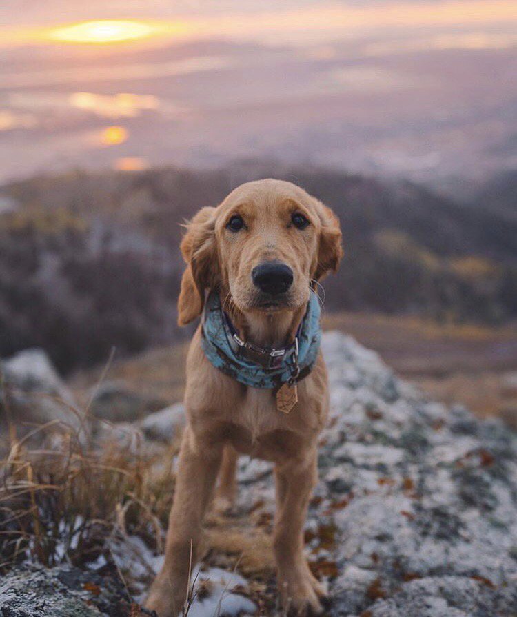 Dog__360's tweet photo. #Didyouknow More than half of all U.S. presidents have owned dogs. 🐾🐕#dog360 https://t.co/VfpNlqPflQ