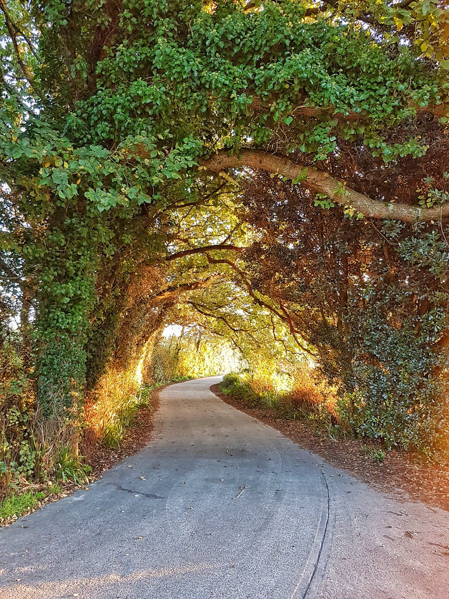TrescoIsland's tweet photo. Re-live our stunning Tresco autumn with our new Instagram highlight: https://t.co/IvtANeYRCQ

#mytresco https://t.co/h5b5L5N2BQ