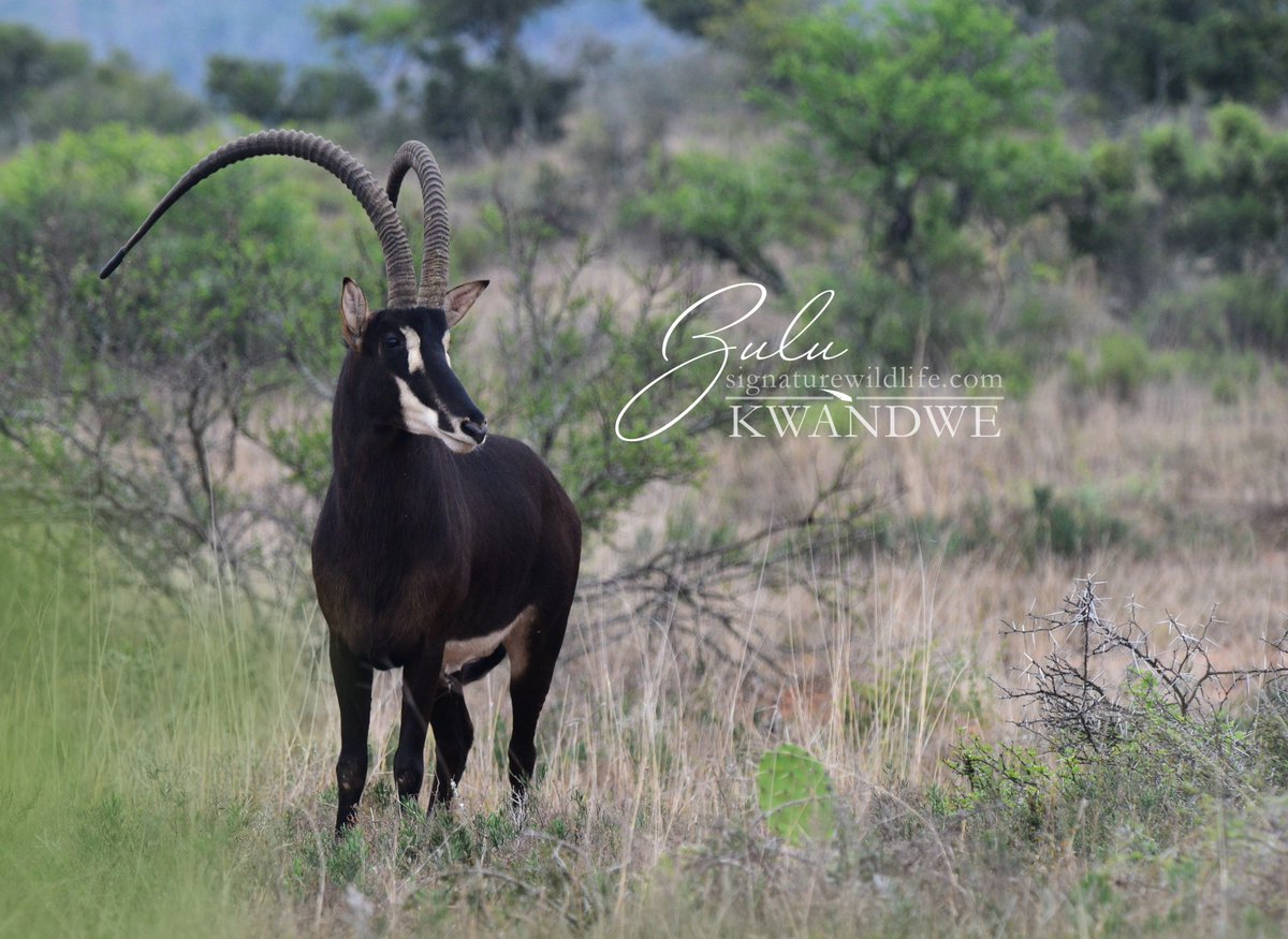 SignatureWild's tweet image. ZULU

#sable #sablezulu #sablebeauty #sablebull #kwandwebreeding #kwandwesignaturewildlife #signaturewildlife #sigwildlife #kwandwesignaturewildlife #easterncape #easterncapesable #wildlife #wildlifephotography