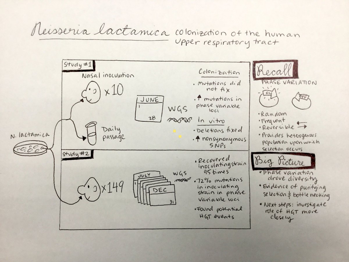 Katie Saund (@saund_katie) on Twitter photo Fascinating paper by <a href="/anishpandey89/">Anish Kumar Pandey</a> on #BacterialEvolution in upper respiratory tract. I made a #VisualAbstract as I was reading to keep the two studies straight.
Paper: nature.com/articles/s4146…
RT: x.com/Bacterioskepti… Fascinating paper by <a href="/anishpandey89/">Anish Kumar Pandey</a> on #BacterialEvolution in upper respiratory tract. I made a #VisualAbstract as I was reading to keep the two studies straight.
Paper: nature.com/articles/s4146…
RT: x.com/Bacterioskepti…