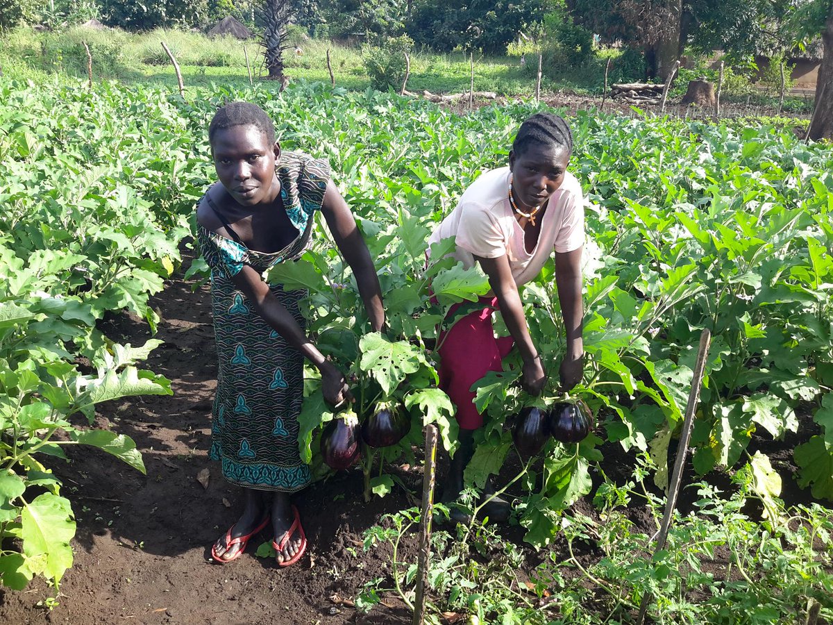 "It's time to harvest eggplants"  We are working with local farmers in #Maridi #SouthSudan to ensure that they learn and adopt better agricultural practices that will immediately help address their food needs with the” support of <a href="/giz_gmbh/">GIZ</a>.