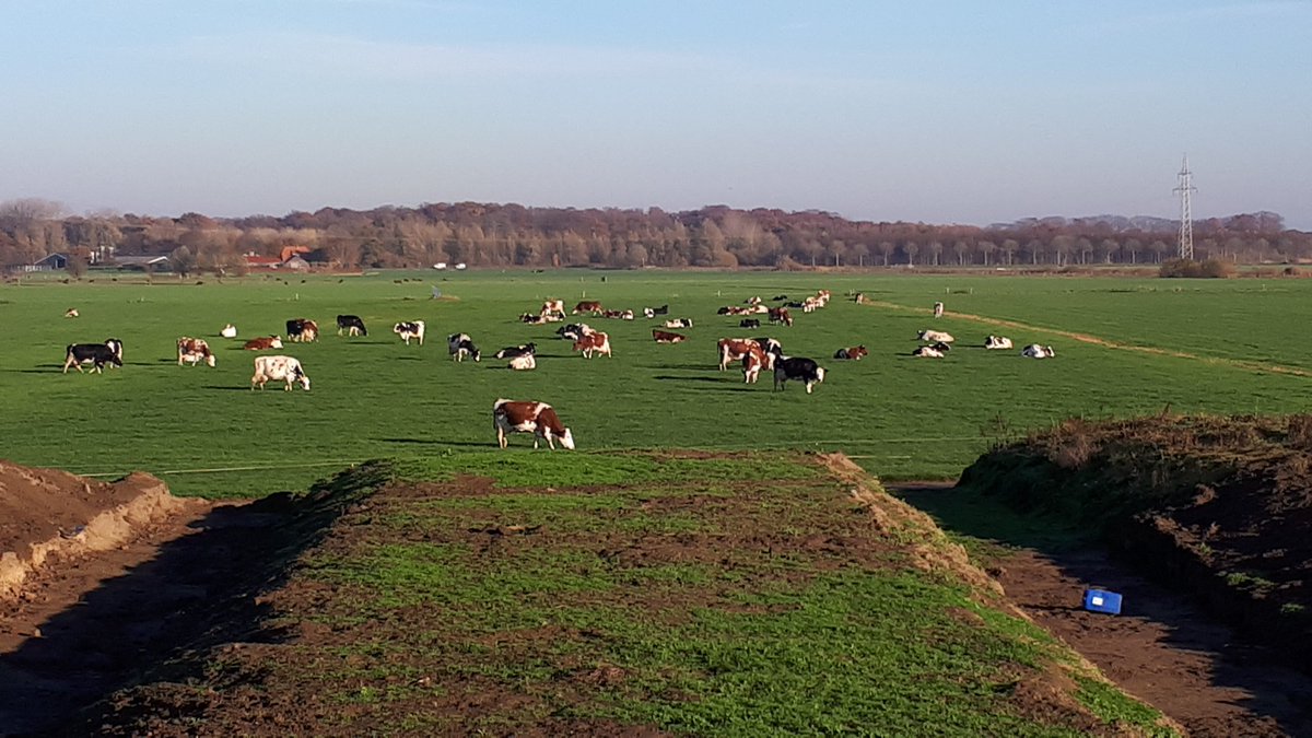 gravenweg14a's tweet image. Stal leeg wei vol #robotmelken @weideweelde