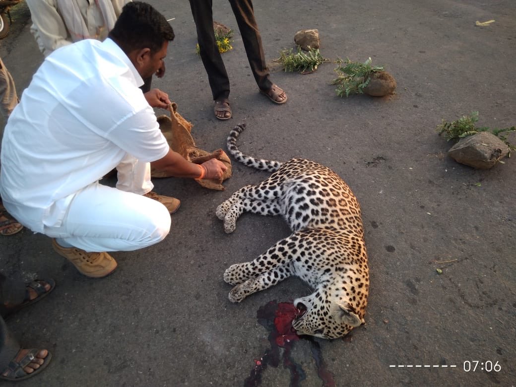 Supr1yaS's tweet photo. @PreetiSMenon @Dev_Fadnavis Thanks for bringing this to the attention of everyone. Not an accident. Tigers, leopards, elephants n other animals r dying everyday &amp; @BJP4India wants 2 build roads through reserves forests. Claps @narendramodi👇🏼 hit n run, Near Malegaon, Maharashtra #JusticeForAvni #CubsOfAvni https://t.co/zpvbeWma5p