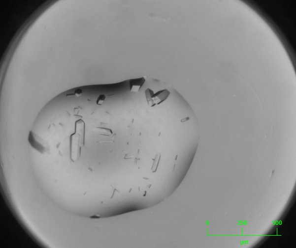 YSBL_York's tweet photo. UV (dark) and visible light photographs of protein crystals by Juliet Borgia, technician at YSBL. Because proteins absorb strongly at 280 nm, UV light helps us distinguish protein crystals easily #RealTimeChem #CrystalPic https://t.co/OCRyaASrun